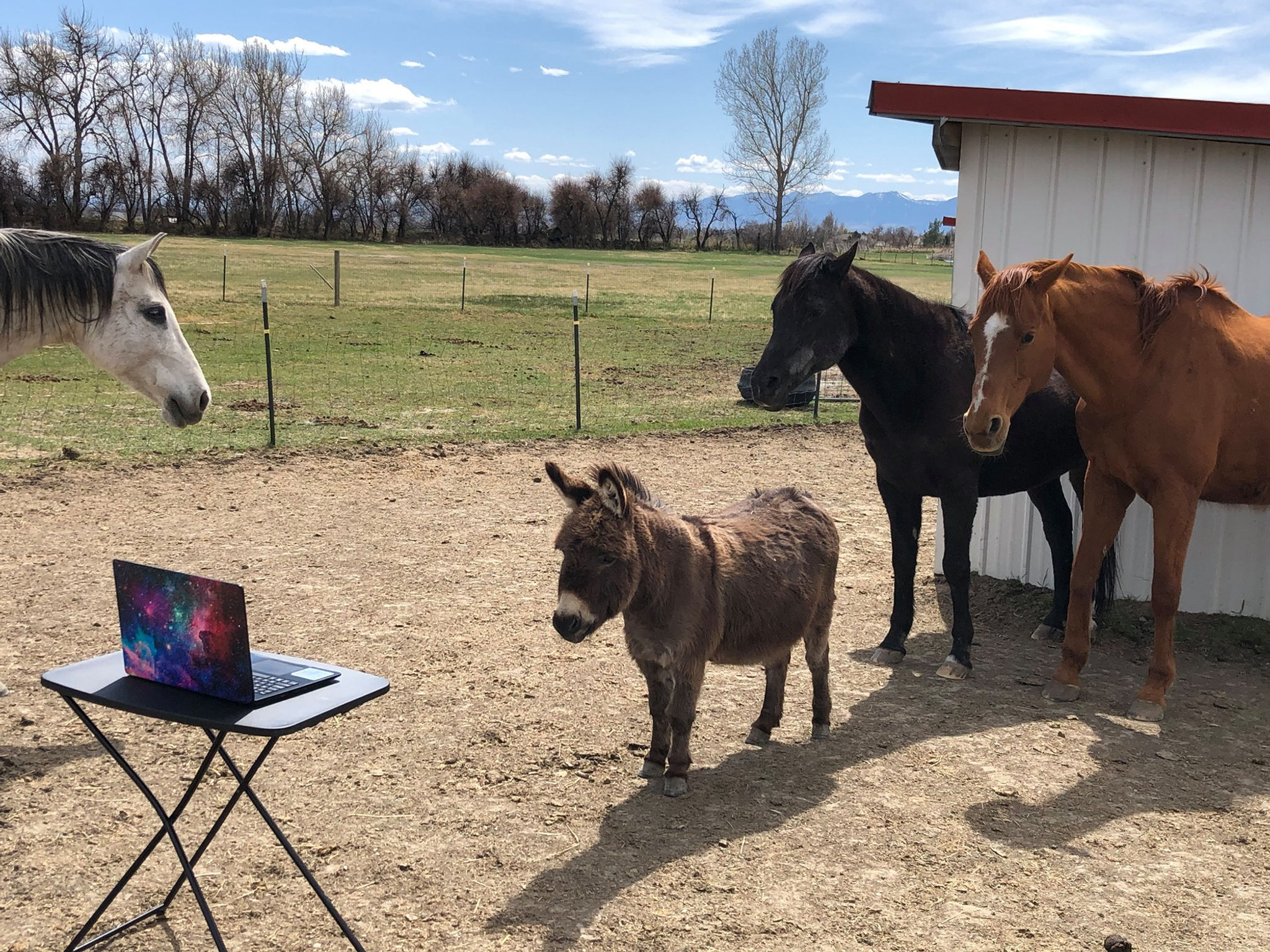 Equine-Partnered Coaching/Healing Session