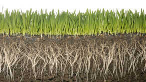 Joy in Obedience | S2E68