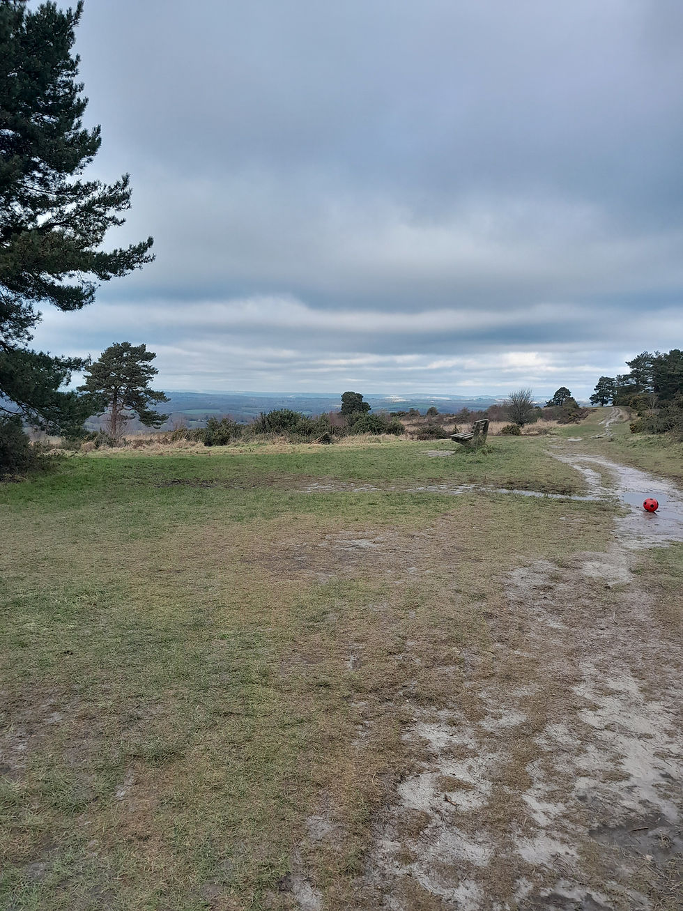 Ashdown Forest, East Sussex - Winter Walk - Circular