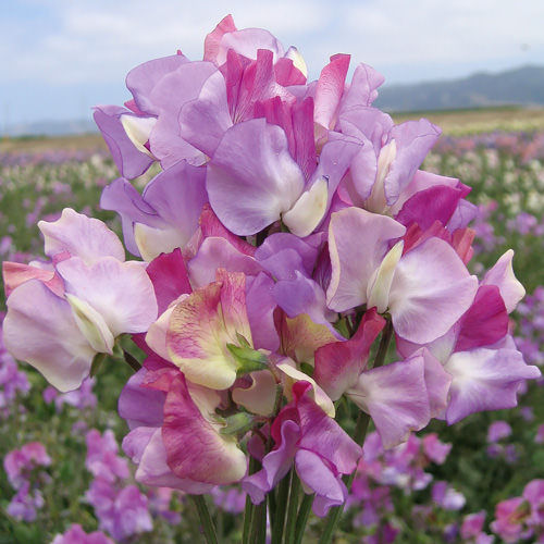 Sweet Pea Flower