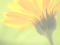 BackgroundImage.png