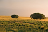 foto campo.png