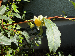 東京認定教室 秋期初級講座が終了しました