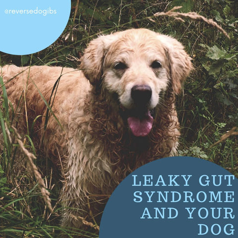Leaky Gut Syndrome and your Dog