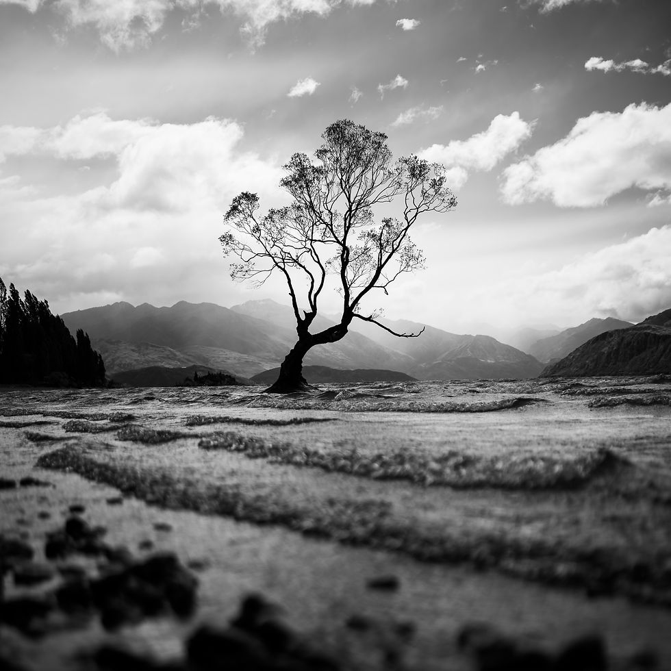 That Wanaka Tree