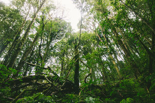 Bonos verdes: un incentivo financiero al medio ambiente.