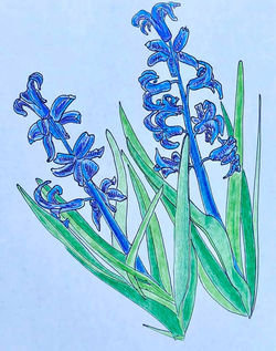 Stephanie Lapp (Mount Joy, PA)