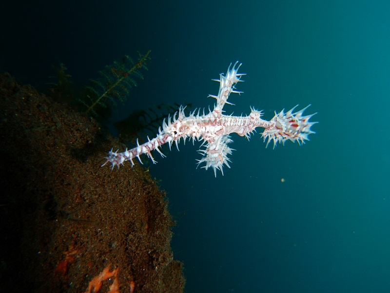 Ornate ghost pipefish photographed in the Jakarta Ocean Dive gallery