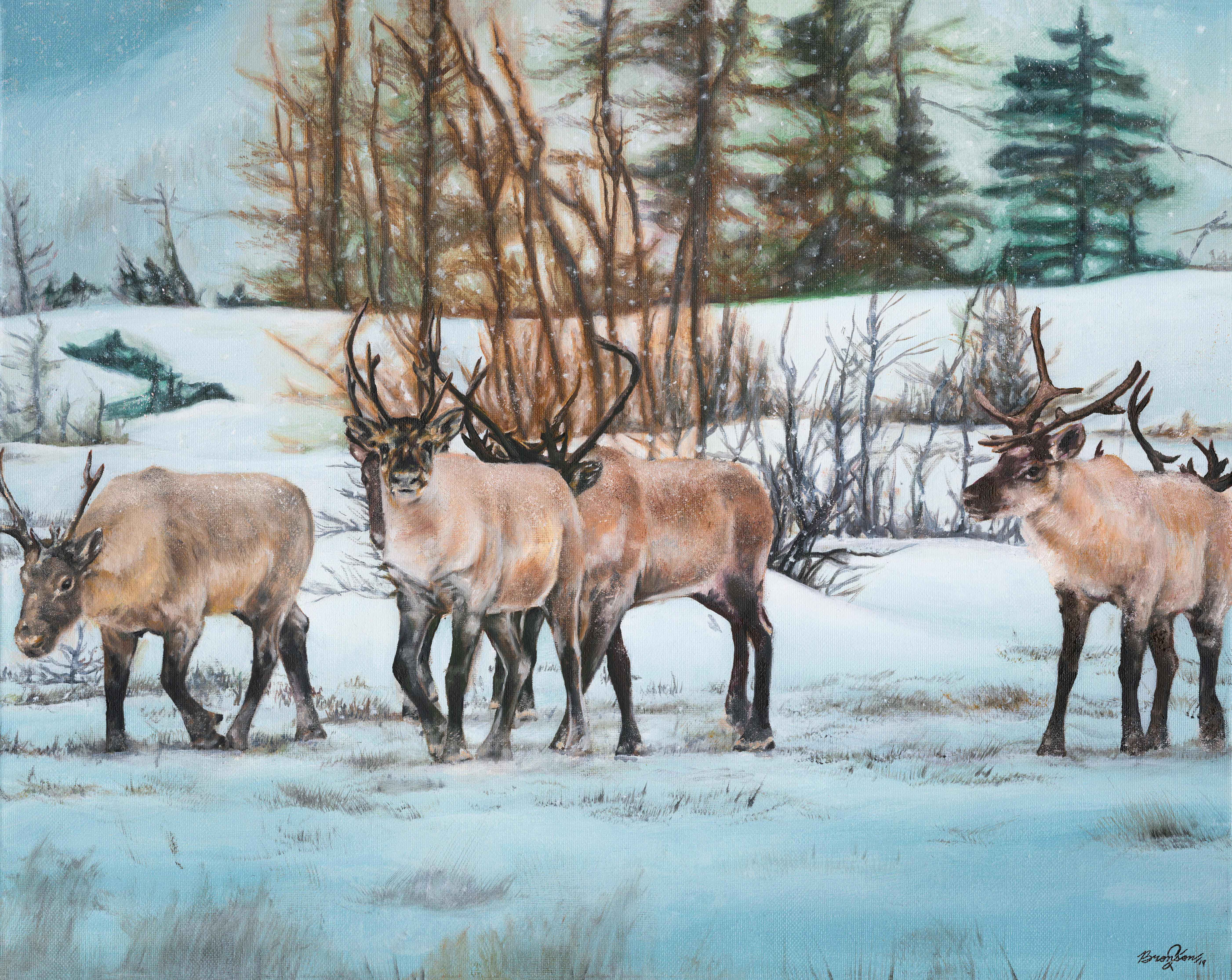 Saltwater Pond Caribou