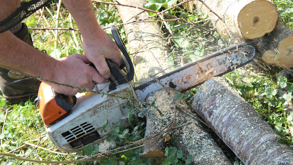 Using specialist chainsaw for tree removal
