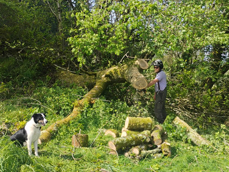 dismantling storm damaged tree