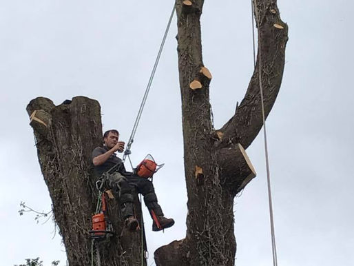 Oscar Tree Removal Liskeard