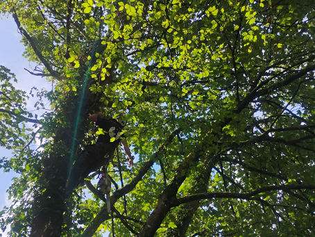 Three Large Sycamore Pollards Near Derriford, Plymouth