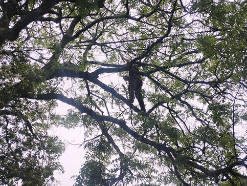 Oscar in the ash tree