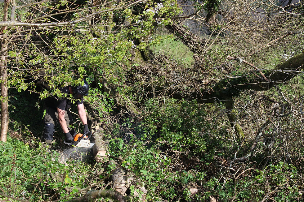 Dismantling a storm damaged and fallen diseased ash tree