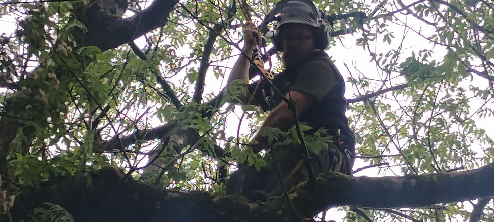 Oscar in ash tree carrying out tree surgery liskeard