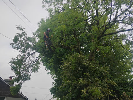 Oscar climbing tree near Liskeard