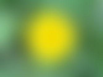 Wildkräuter-Impulse: Die Gänsedistel