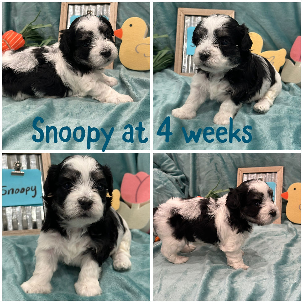 collage_export_F0B75F0B-F8B2-4D2E-B267-0BC11D4E9175