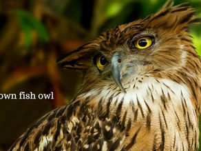 मच्छेरा उल्लू (अंग्रेजी: Brown fish Owl), ऐसा उल्लू जो पानी में शिकार करता है।अमराई का घुघू