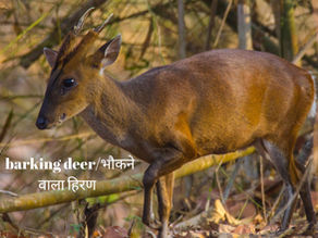 भारतीय मंटजैक को भौंकने वाला हिरण। Barking deer भी कहा जाता है (Eng. Barking deer)