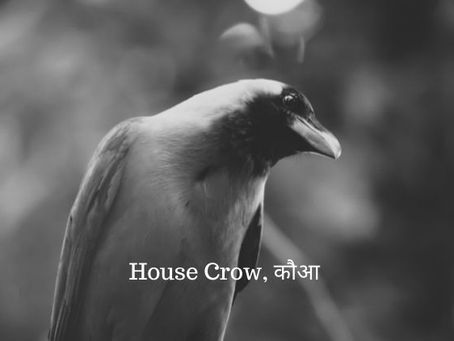 The Crow: A Feathered Enigma, House Crow ( कौआ )