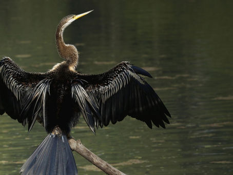 पनडुब्बी (अंग्रेजी: Oriental Darter), बच्चो को घसीट कर पानी में ले जाने वाली पक्षी