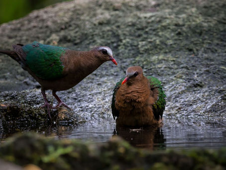 पन्ना कबूतर (अंग्रेजी: Common Emerald dove) तमिलनाडु का राजकीय पक्षी।