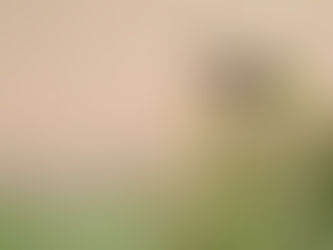 खरपिड्डा । पाषाण गोजा पक्षी (अंग्रेजी: Common Stonechat) गोरैया से भी छोटी चिड़िया।