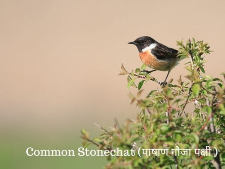 खरपिड्डा । पाषाण गोजा पक्षी (अंग्रेजी: Common Stonechat) गोरैया से भी छोटी चिड़िया।