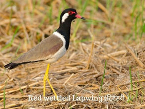 टिटिहरि/ टिटहरी मौसम की भविष्यवाणी भी करती है (Red- Wattled lapwing)