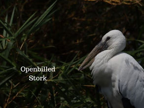 घोंघिल (अंग्रेज़ी: Open-billed Stork), मुख्य रूप से घोंघा को आहार में शामिल करने.....