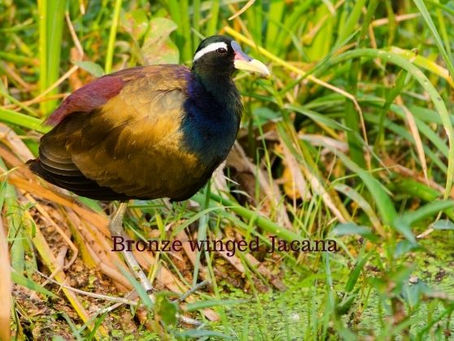 जल-कपोत, ब्रोंज विंगड जकाना (अंग्रेजी : Bronze winged Jacana) ऐसी चिड़िया जो नर के हरम में रहना....