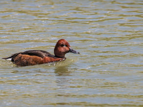 कुर्चिया/बुरार बतख । Ferruginous duck (अंग्रेजी: White-eyed Pochard)