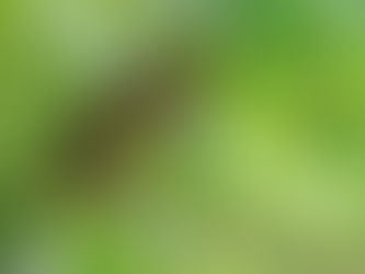 Cusumbo liberado en Jardín, primero de su especie en ser monitoreado satelitalmente.