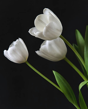 white-tulips-on-a-black-background-andrey-bo.jpeg