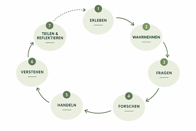 Lernschleife von Waldweise Lernen: vom Erleben zum Verstehen