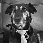 Toby The Dog