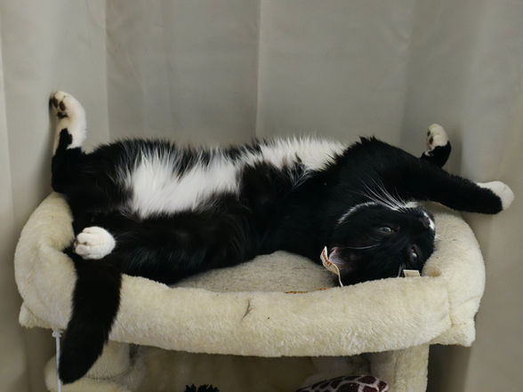 Julio - fully recovered after treatment from a vicious fight with another cat