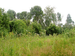 Цветочное изобилие