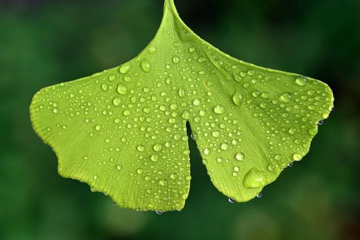 feuille ginkgo.webp
