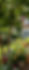 Garden scene with trees, colorful flowers, and house