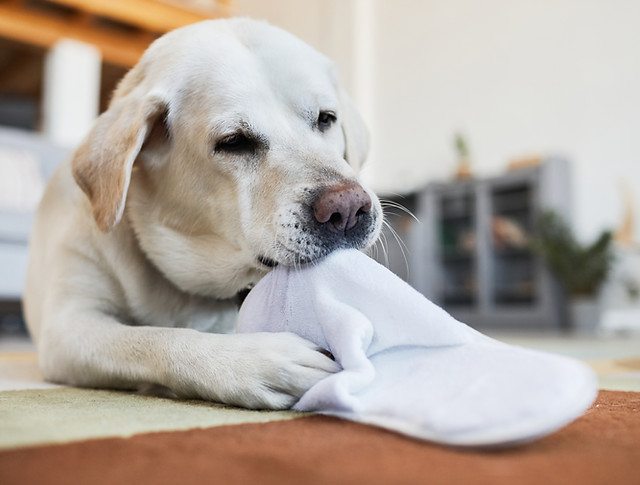 dog-chewing-on-slipper-2023-11-27-05-07-12-utc.jpg