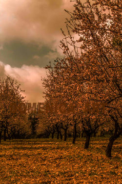 Limnatis village, Cyprus