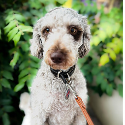 W4Paws Dog Walking & Pet Sitting London W4 Chiswick