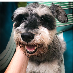 W4Paws Dog Walking & Pet Sitting London W4 Chiswick