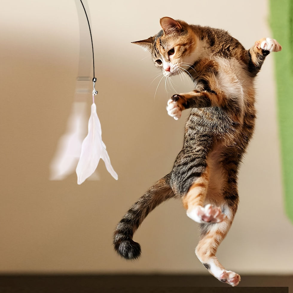 Miniatura: Gato malhado pulando para pegar um brinquedo.
