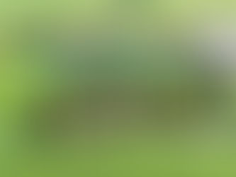 Infantis | Dragões - Lagartos (2-6)