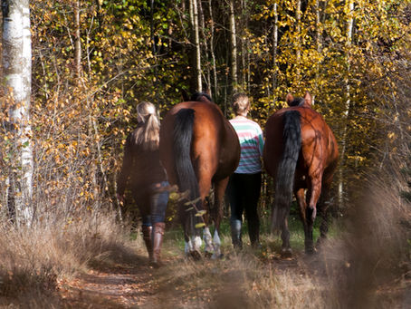 Professionals; Ik werk vanuit het paard!