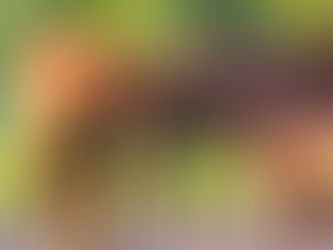 De basisbehoeften van een paard: Het belang van voldoening aan hun natuurlijke behoeften